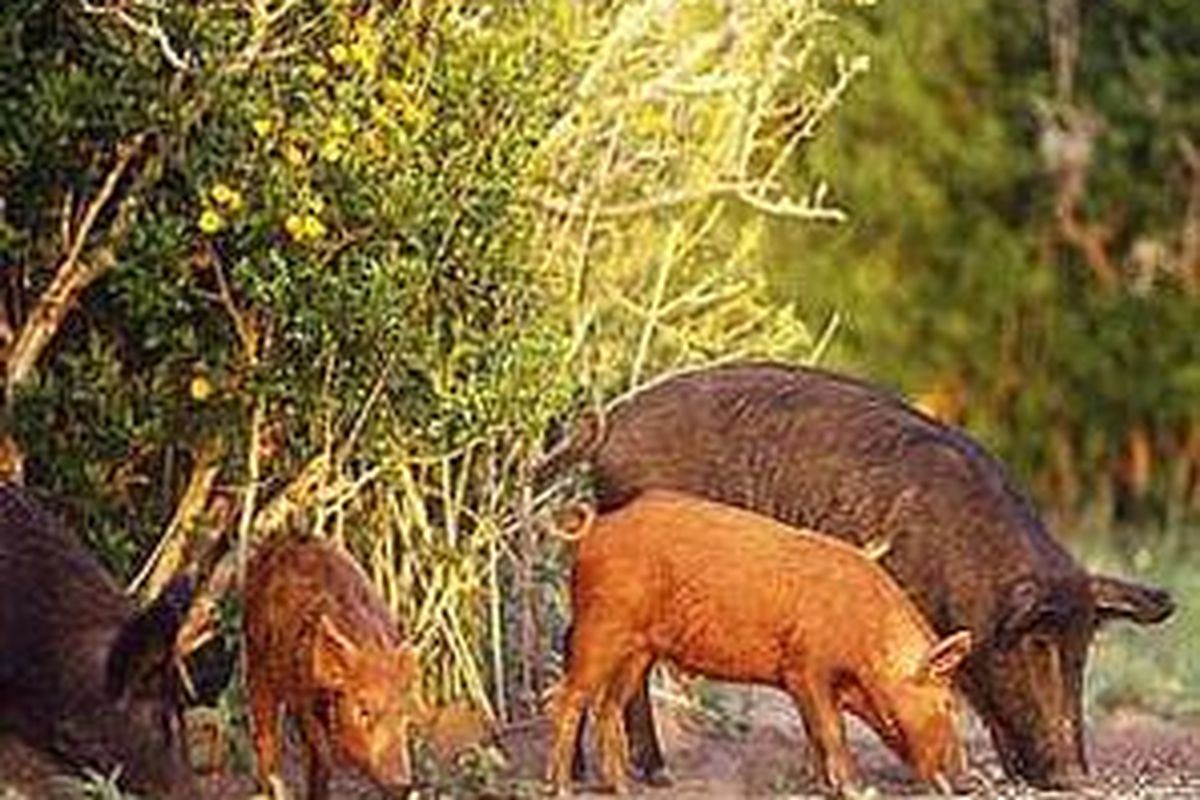 Di sejumlah daerah, babi hutan menjadi obyek buruan karena telah menjadi hama bagi petani.