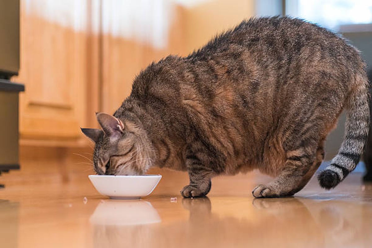 Ilustrasi kucing makan.