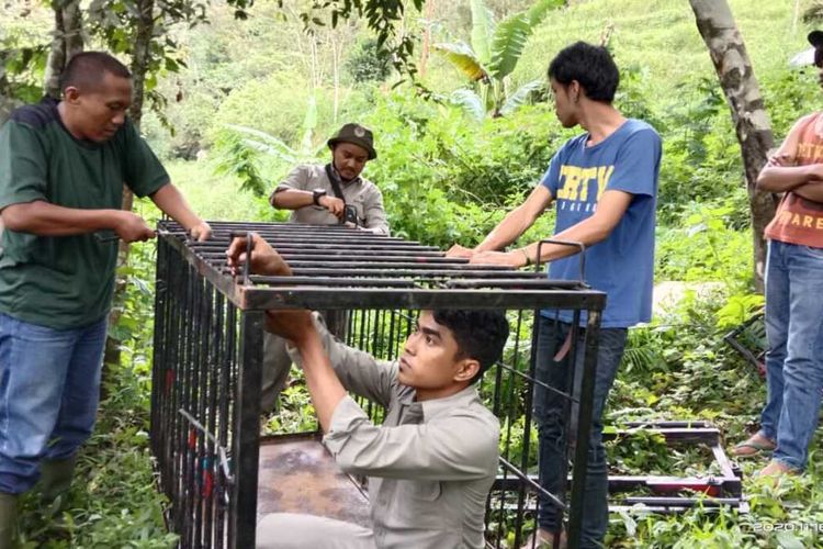 Tim BKSDA Agam memasang perangkap di lokasi munculnya beruang madu yang makan durian, Senin (16/11/2020)