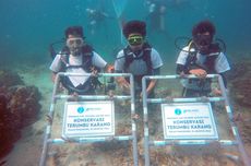 Lestarikan Laut, Pelindo Terminal Petikemas Tanam 632 Bibit Terumbu Karang di Pulau Pahawang