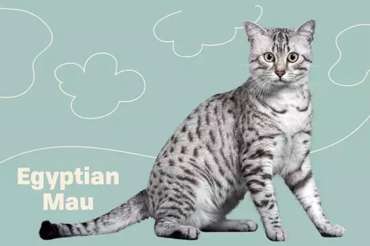 Egyptian Mau