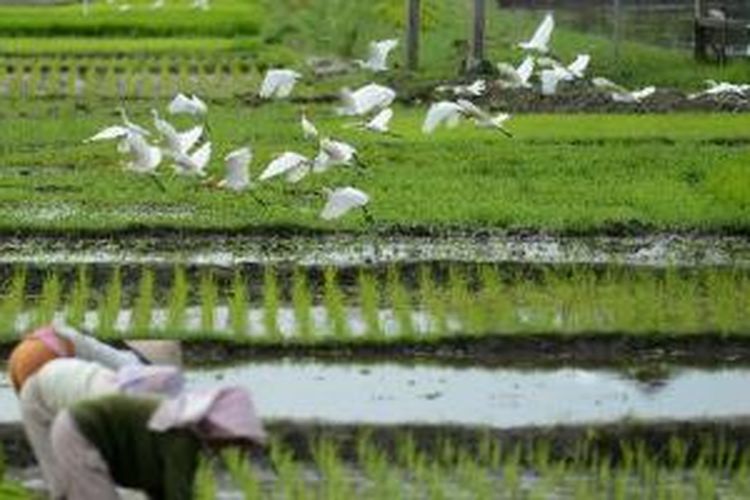 Kawanan burung kuntul terbang mencari makanan di persawahan yang sedang ditanami di Desa Tamantirto, Kasihan, Bantul, DI Yogyakarta, Jumat (9/11). 