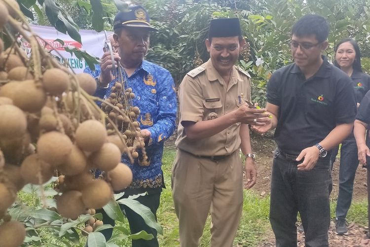 Kebun buah ‘RoJo Green Farm’ terbangun di   lereng bukit Pedukuhan Sambeng, Kalurahan Hargorejo, Kapanewon Kokap, Kabupaten Kulon Progo, Daerah Istimewa Yogyakarta. Lereng bukit jamak ditanami komoditas tanaman kelapa dan tanaman keras lain. Kali ini, tanaman buah-buahan juga mampu hidup subuh, bahkan memberi hasil lebih menggembirakan.