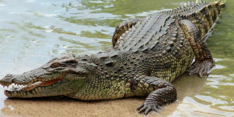 An image of a crocodile.