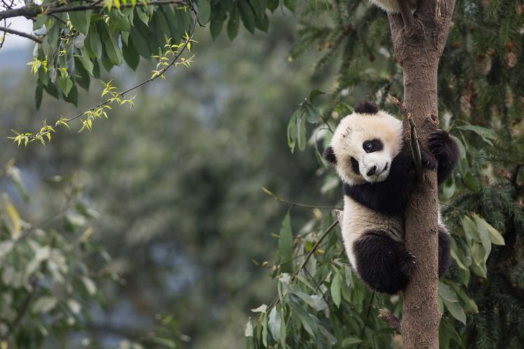 Ilustrasi Panda DOK. Shutterstock