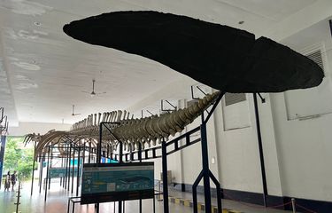 Koleksi Unik Museum Zoologi Bogor, Ada Kerangka Raksasa Seberat 64 ...