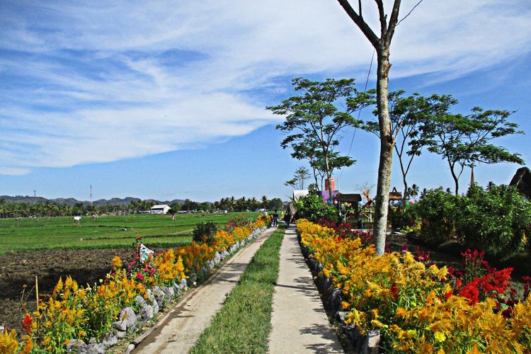 Selain Refugia Ini Kelebihan Lain Bulak Widoro Sebagai Taman Bunga Halaman All Kompas Com