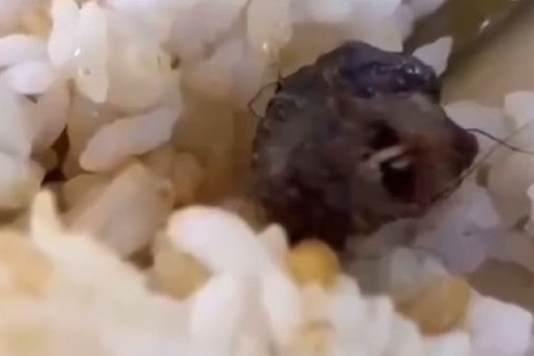 Tangkapan layar video memperlihatkan kepala tikus dalam makanan kantin yang disebut kepala bebek
