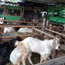 Ini Protokol Kesehatan Shalat Idul Adha dan Penyembelihan Hewan Kurban di Bekasi
