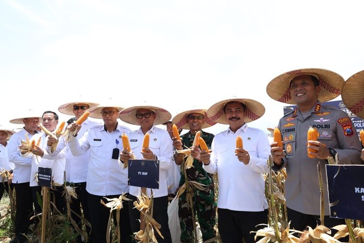Menteri Imipas Agus Andrianto (kedua dari kanan) saat panen 45 ton jagung hibrida di Sidoarjo. 
