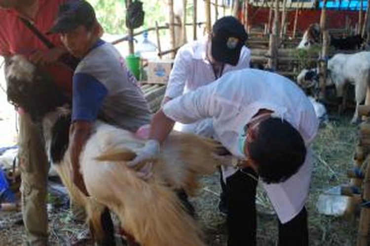 Petugas saat periksa kambing kurban. Kompas.Com/slamet priyatin