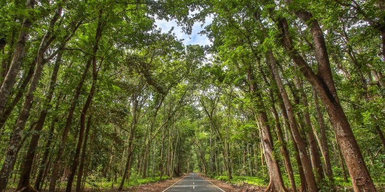 Wisata Banyuwangi Tak Hanya Kawah Ijen Ada Tn Alas Purwo Halaman All Kompas Com