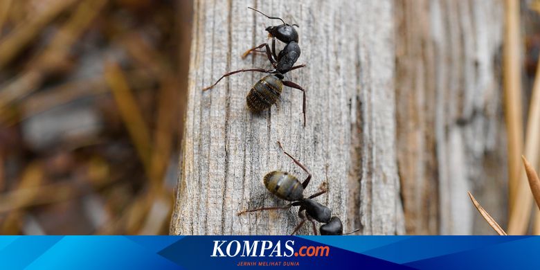 Apakah Ada Hewan Selain Anjing yang Bisa Deteksi Kanker?