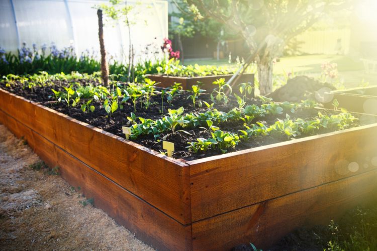 Ilustrasi menanam sayuran dengan metode raised bed. 