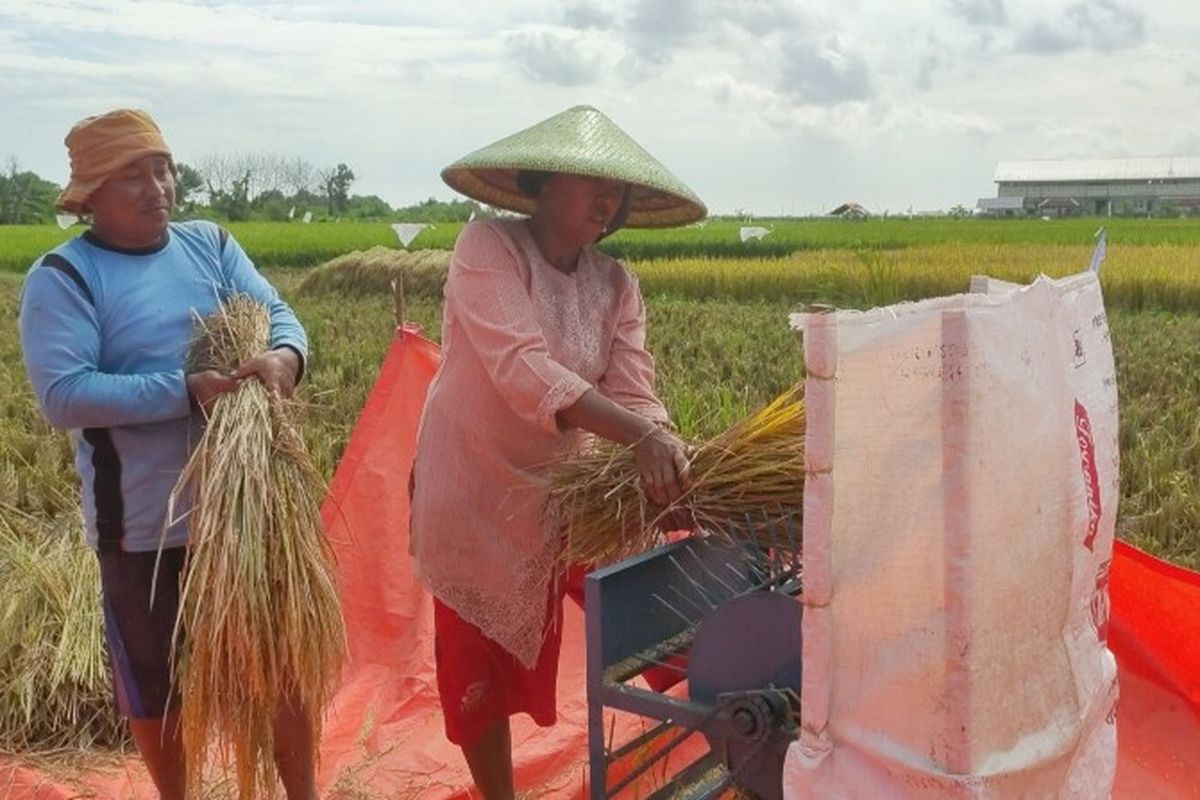 Sepasang suami istri petani saat proses pemilahan gabah menggunakan alat tradisional di musim panen raya di areal persawahan Kelurahan Kaligangsa, Kecamatan Margadana, Kota Tegal, Senin (22/3/2021). 