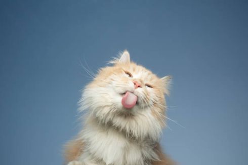 Terasa seperti Ampelas, Berikut 7 Fakta Unik tentang Lidah Kucing