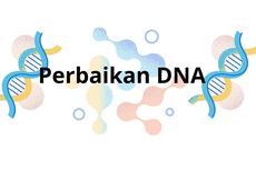 Dua Jalur Perbaikan DNA