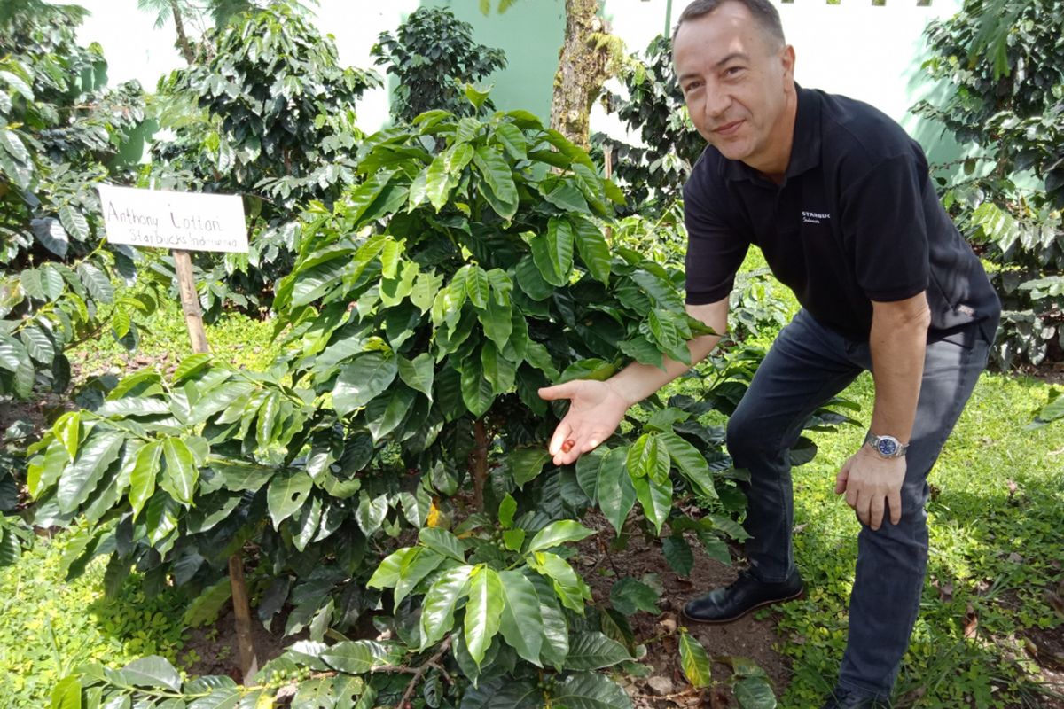 Direktur Starbucks Indonesia Anthony Cottan berpose di depan pohon kopi yang ditanamnya dua tahun lalu di Starbucks Farmer Support Center, Brastagi, Sumatera Utara.