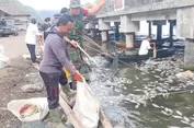 BRIN: Penyebab Kematian Massal Ikan di Danau Batur Tidak Tunggal