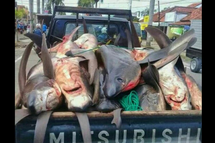 Foto belasan ikan hiu mati yang diangkut oleh mobil pikap bak terbuka nomor polisi R 1821 RT di sebuah jalan protokol Cilacap, Jawa Tengah. Foto tersebut, pertama diunggah oleh pemilik akun Arrdyan di grup facebook Banyumas dalam Informasi, Senin (17/7/2017).