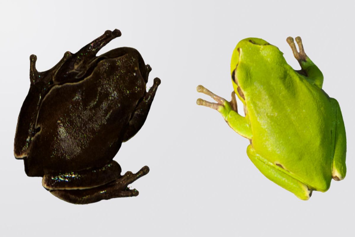 Katak hitam Chernobyl.