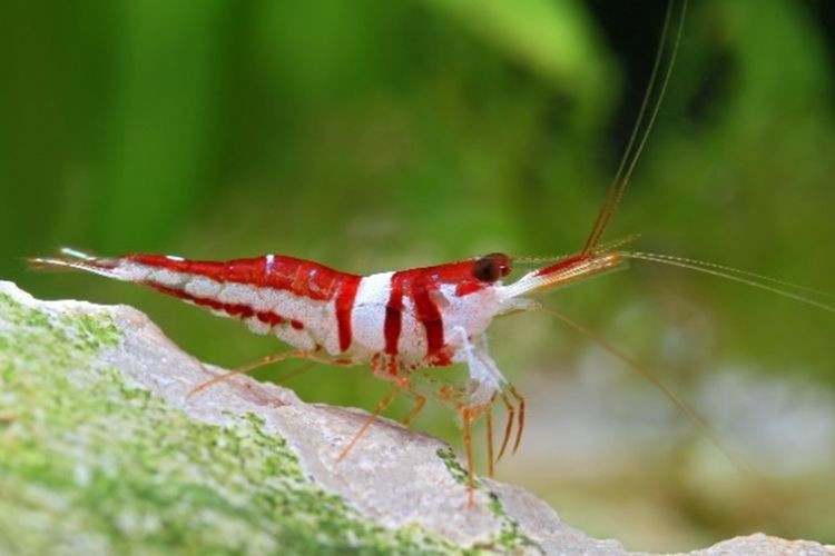 Udang endemik Sulawesi (Caridina woltereckae) mengalami ancaman kepunahan akibat aktivitas di sekitar danau yang dapat merusak habitatnya, Jumat (20/09/2019)