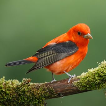 Ilustrasi burung scarlet tanager.