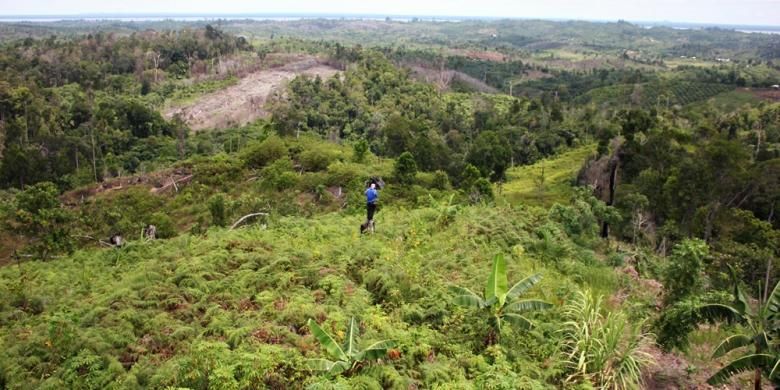 Setiap Tahun Hutan Indonesia Hilang 684 000 Hektar