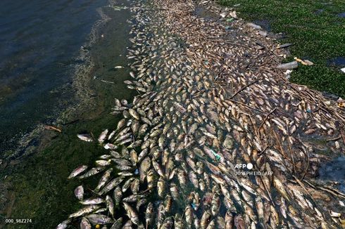 Di Lebanon, Puluhan Ton Ikan Mati Terdampar, Bau Busuk Menguar