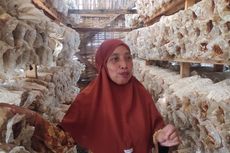 Kisah Emak-emak Pembudi Daya Jamur di Batang Jateng, Usia Bukan Halangan untuk Berdaya...