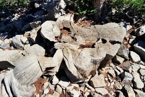 Akhir Pohon Prometheus, Pohon Tertua Berusia 4.900 Tahun yang Ditebang demi Penelitian