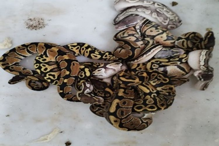 WNA Rusia Jadi Tersangka Penyelundupan 202 Reptil Dilindungi