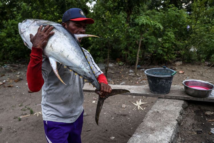 Nelayan membawa ikan tuna sirip kuning hasil tangkapannya di Desa Waepure, Kecamatan Air buaya, Kabupaten Buru, Provinsi Maluku, Kamis (28/11/2021).