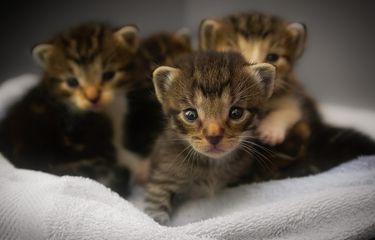 Simak, Begini Caranya Merawat Anak Kucing yang Baru Lahir ...