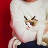 4 Cara Menghibur Kucing Peliharaan yang Bersedih