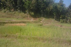 Kapan Musim Kemarau 2026 di DIY? BMKG Ungkap Penyebab Hujan Masih Turun