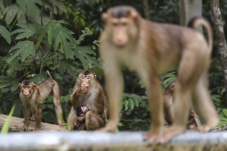 Sejumlah beruk (Macaca nemestrina) berada di sisi Jalan Samboja-Sepaku yang masuk ke dalam koridor satwa Ibu Kota Negara (IKN) Nusantara di Kutai Kartanegara, Kalimantan Timur, Senin (14/3/2022). Pada koridor satwa IKN Nusantara direncanakan akan dibangun underpass dan flyover sebagai perlintasan satwa liar.