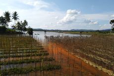 Kepala BNBP Sebut Kecilnya Drainase Penyebab Sawah Terendam Banjir di Samarinda