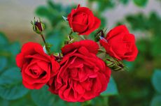 5 Cara Merawat Tanaman Bunga Mawar agar Lebat dan Berbunga Besar