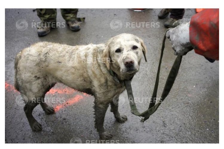 Anjing penyelamat Tryon menunggu untuk melewati area dekontaminasi setelah mencari korban tanah longsor di Oso, Washington pada 30 Maret 2014