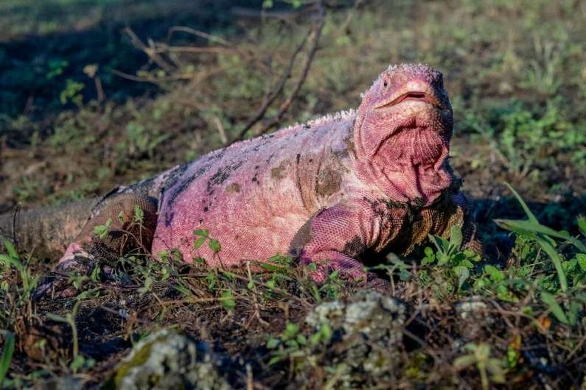 Iguana merah muda dari Kepulauan Galapagos. Populasi iguana merah muda di kepulauan ini terancam punah, kini tersisa 211 ekor.