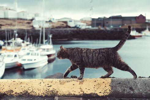 Apakah Kucing Tersesat Bisa Menemukan Jalan Pulang?