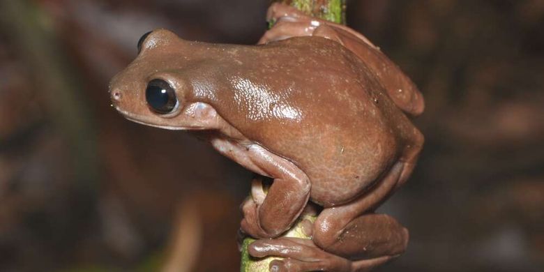 Spesies baru katak cokelat ditemukan di Australia.