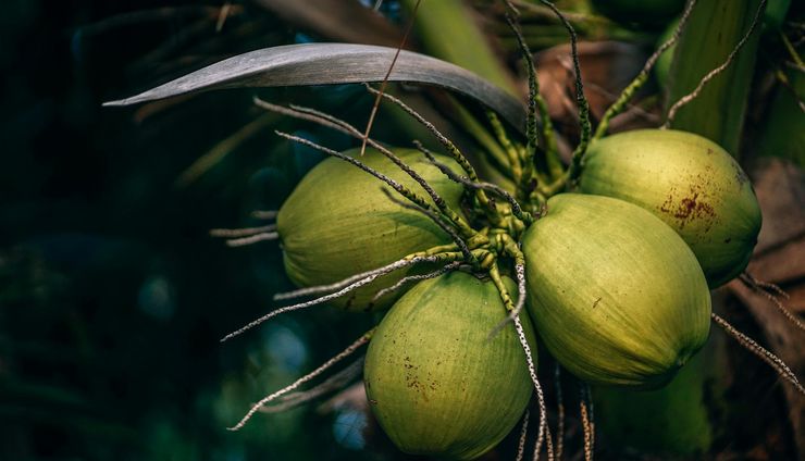 Nilai Tinggi Kelapa Aromatik di Pasar Global Premium