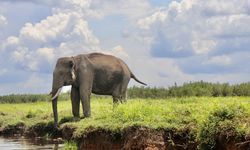 Lanskap Bukit Tigapuluh, Menjaga Ruang Jelajah Gajah Sumatera