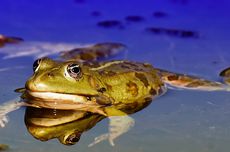 Katak Betina Memangsa Katak Jantan saat Musim Kawin, Ini Alasannya