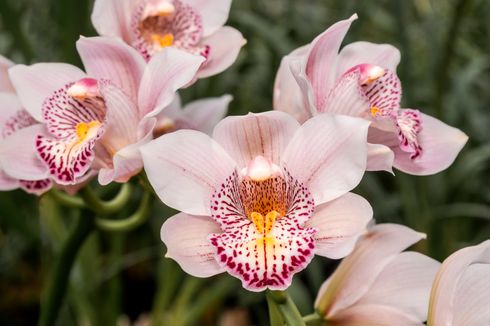 Cara Merawat Anggrek Cymbidium, Cantik Saat Cuaca Dingin