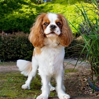 Ilustrasi Cavalier King Charles Spaniel