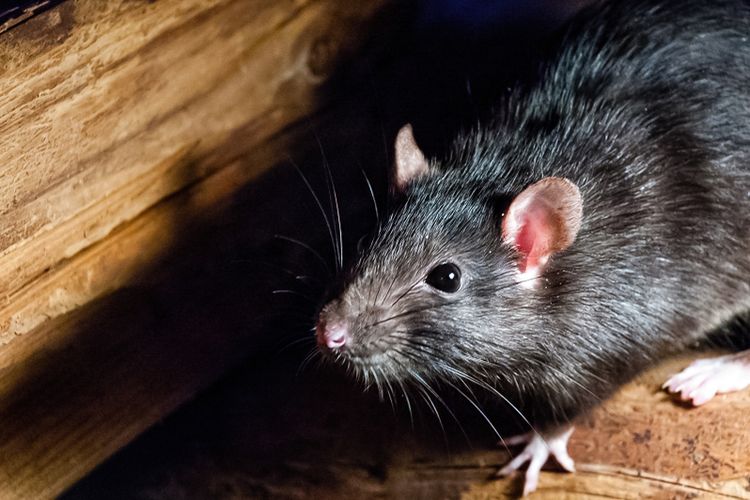 5 Bumbu Dapur Ini Bisa Digunakan untuk Mengusir Tikus