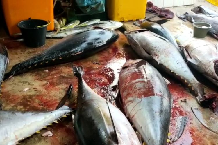 Tuna hasil tangkapan nelayan Kabupaten Kaur, Bengkulu